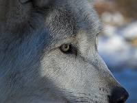 Arctic Wolf 043